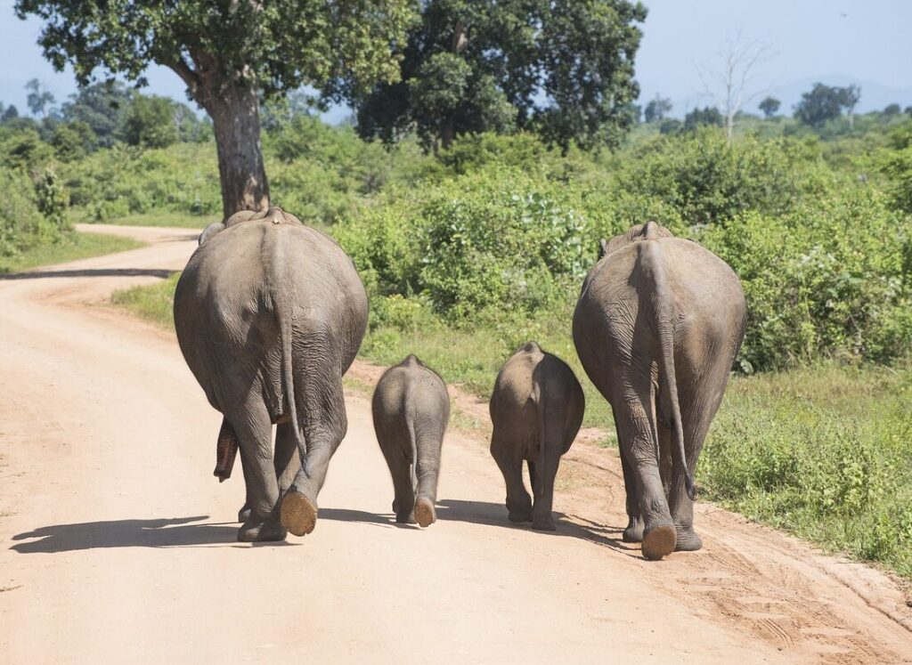 vacations, elephant, family-2272694.jpg